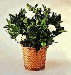  Ulus Ankara �i�ek yolla , �i�ek g�nder , �i�ek�i   Gardenia Plant ithal saksi