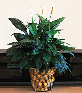  Ulus Ankara �i�ek yolla  Large Spathiphyllum
