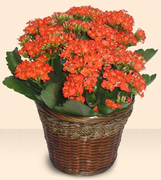  Ulus Ankara �i�ek g�nderme  Large Kalanchoe in Basket