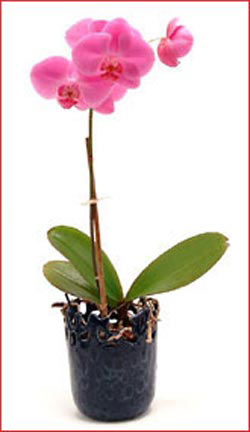  Ulus Ankara �i�ek�i telefonlar�  Phalaenopsis Orchid Plant