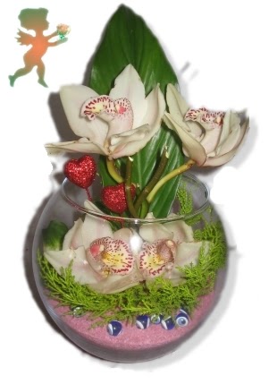 fanus ierisinde 4 orkide  Ulus Ankara hediye sevgilime hediye iek 