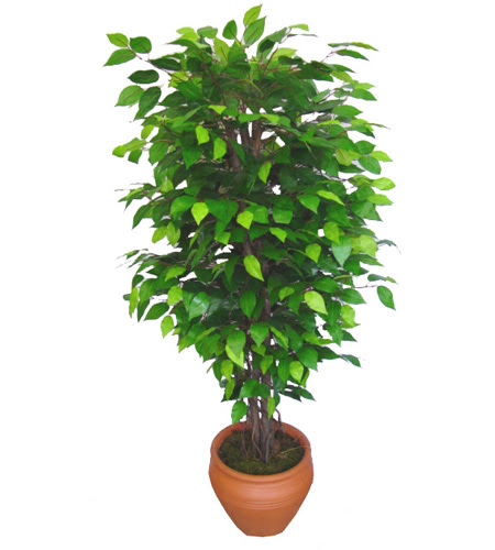 Ficus Benjamin 1,50 cm   Ulus Ankara �nternetten �i�ek sipari�i 
