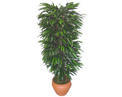 Ulus Ankara anneler g�n� �i�ek yolla  �zel Mango 1,75 cm y�ksekliginde