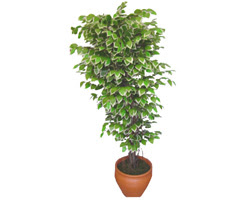 Ficus zel Starlight 1,75 cm   Ulus Ankara gvenli kaliteli hzl iek 