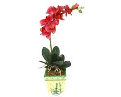 Yapay Phalonepsis Pembe   Ulus Ankara �i�ek , �i�ek�i , �i�ek�ilik 