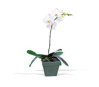 orkide saksi iegi  Ulus Ankara yurtii ve yurtd iek siparii 