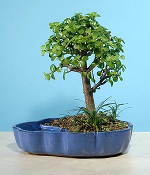  Ulus Ankara �i�ek yolla , �i�ek g�nder , �i�ek�i   Bonsai 6 yas civari