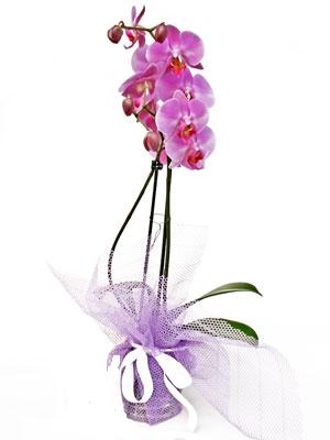  Ulus Ankara nternetten iek siparii  Kaliteli ithal saksida orkide