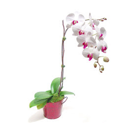  Saksida orkide