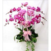  Ulus Ankara yurtii ve yurtd iek siparii  3 adet saksi orkide  - ithal cins -