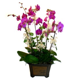  Ulus Ankara gvenli kaliteli hzl iek  4 adet orkide iegi