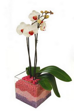  Ulus Ankara online ieki , iek siparii  tek dal cam yada mika vazo ierisinde orkide