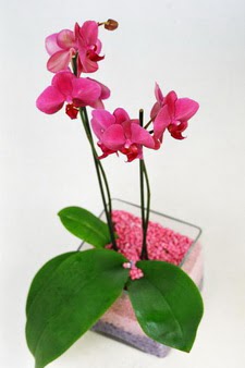  Ulus Ankara 14 ubat sevgililer gn iek  tek dal cam yada mika vazo ierisinde orkide