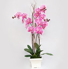  Ulus Ankara yurtii ve yurtd iek siparii  2 adet orkide - 2 dal orkide