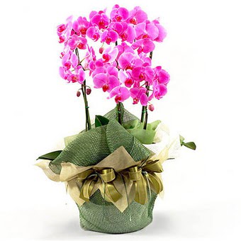  2 dal orkide , 2 kkl orkide - saksi iegidir