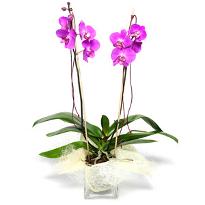  Cam yada mika vazo ierisinde  1 kk orkide