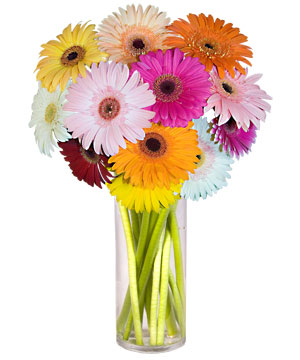  Ulus Ankara �i�ek servisi , �i�ek�i adresleri  Farkli renklerde 15 adet gerbera �i�egi