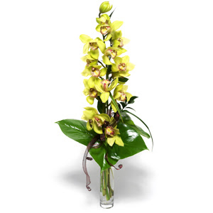  cam vazo ierisinde tek dal canli orkide