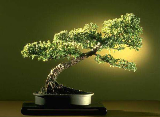ithal bonsai saksi �i�egi  Ulus Ankara 14 �ubat sevgililer g�n� �i�ek 