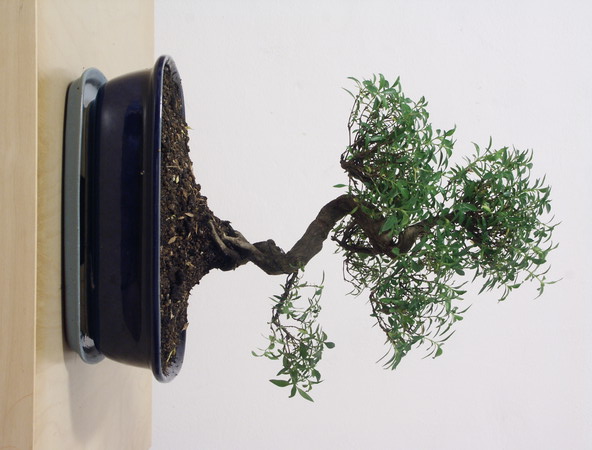 ithal bonsai saksi iegi  Ulus Ankara iek maazas , ieki adresleri 