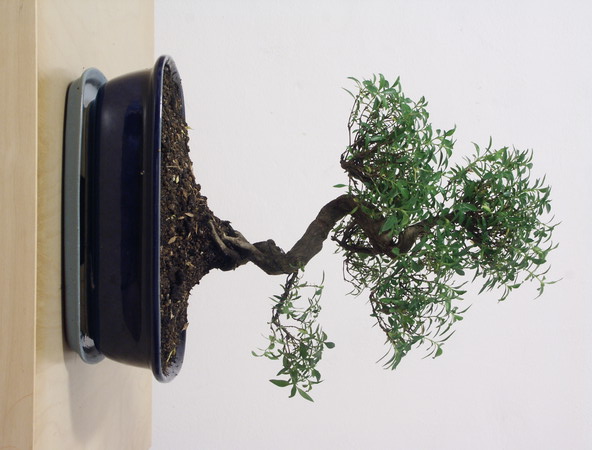 ithal bonsai saksi �i�egi  Ulus Ankara �i�ek ma�azas� , �i�ek�i adresleri 