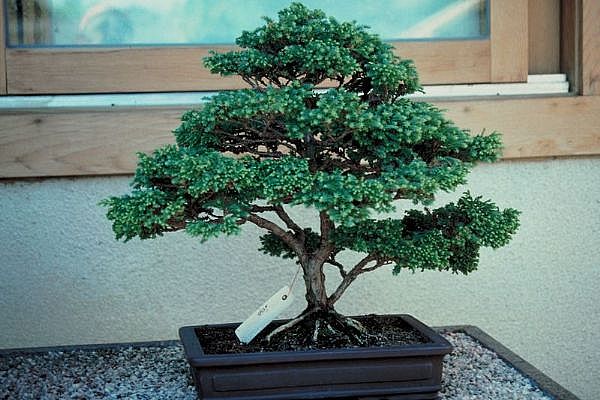 ithal bonsai saksi �i�egi  Ulus Ankara �i�ek yolla , �i�ek g�nder , �i�ek�i  