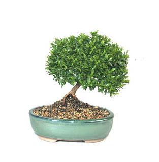 ithal bonsai saksi �i�egi  Ulus Ankara yurti�i ve yurtd��� �i�ek sipari�i 