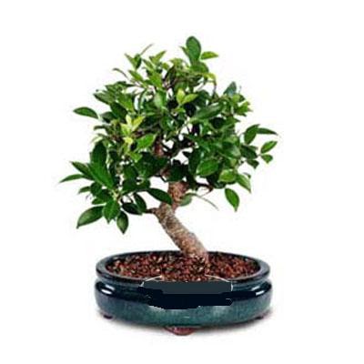 ithal bonsai saksi �i�egi  Ulus Ankara anneler g�n� �i�ek yolla 