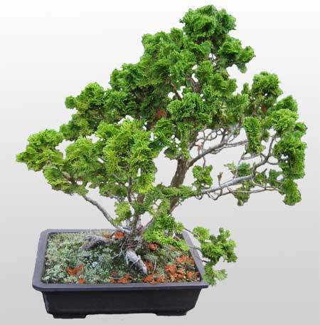 ithal bonsai saksi �i�egi 