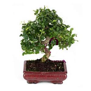 ithal bonsai saksi �i�egi  Ulus Ankara �nternetten �i�ek sipari�i 