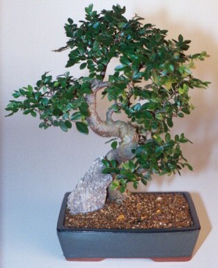  ithal bonsai saksi �i�egi  Ulus Ankara anneler g�n� �i�ek yolla 