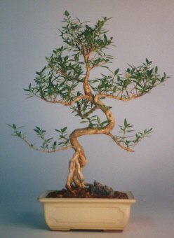  ithal bonsai saksi �i�egi  Ulus Ankara �i�ek ma�azas� , �i�ek�i adresleri 