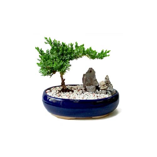 ithal bonsai saksi �i�egi 