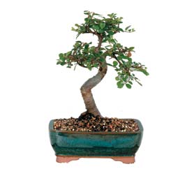  ithal bonsai saksi �i�egi 