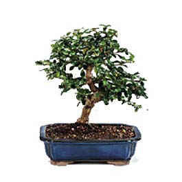  Ulus Ankara online �i�ek�i , �i�ek sipari�i  ithal bonsai saksi �i�egi  Ulus Ankara �i�ek yolla , �i�ek g�nder , �i�ek�i  