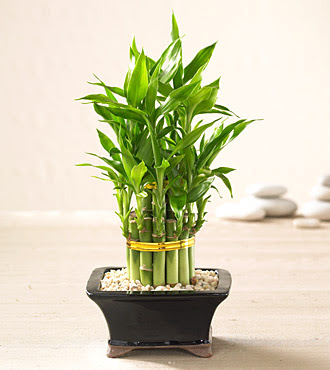 Lucky Bamboo saksi �i�egi  Ulus Ankara hediye sevgilime hediye �i�ek 