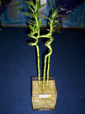 Lucky Bamboo 3 adet saksi �i�egi  Ulus Ankara yurti�i ve yurtd��� �i�ek sipari�i 