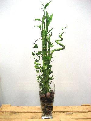 Lucky Bamboo sans melegi �i�egi  Ulus Ankara g�venli kaliteli h�zl� �i�ek 