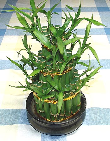 Lucky Bamboo sans melegi �i�egi  Ulus Ankara �i�ek online �i�ek sipari�i 