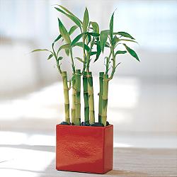 Lucky Bamboo sans melegi �i�egi  Ulus Ankara ucuz �i�ek g�nder 