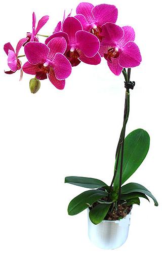 Ulus Ankara 14 ubat sevgililer gn iek  saksi orkide iegi