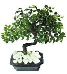 9 yasinda Bonsai agaci  Ulus Ankara ucuz �i�ek g�nder 
