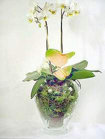  Cam yada mika vazoda zel orkideler