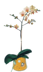  Ulus Ankara kaliteli taze ve ucuz �i�ekler  Phalaenopsis Orkide ithal kalite