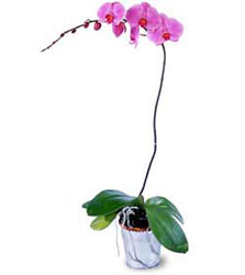  Ulus Ankara yurtii ve yurtd iek siparii  Orkide ithal kaliteli orkide 