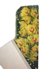  Kutu i�erisine dal cymbidium orkide