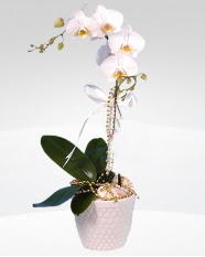 1 dall orkide saks iei  Ulus Ankara hediye iek yolla 