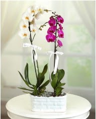 1 dal beyaz 1 dal mor yerli orkide saksda  Ulus Ankara iek gnderme 