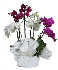 4 dal mor orkide 2 dal beyaz orkide  Ulus Ankara nternetten iek siparii 