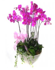 9 dal orkide saks iei  Ulus Ankara iek , ieki , iekilik 
